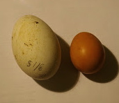 goose eggs are much larger than chicken eggs and can be cooked and eaten in the same way as other eggs.